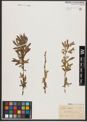 Foto von Salix alba L.